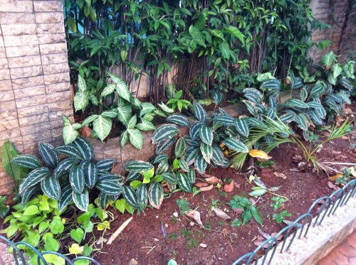Calathea zebrine